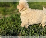 Small Photo #11 Golden Retriever Puppy For Sale in WOOSTER, OH, USA