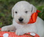 Small #5 English Cream Golden Retriever-Poodle (Standard) Mix