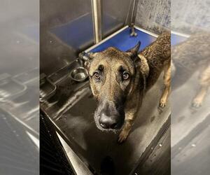 German Shepherd Dog Dogs for adoption in Camarillo, CA, USA