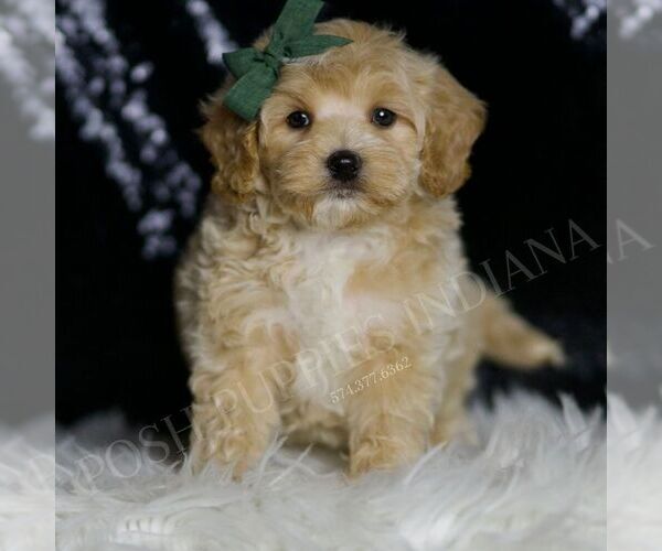 Medium Photo #99 Maltipoo (Miniature) Puppy For Sale in WARSAW, IN, USA