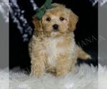 Small #1 Maltipoo (Miniature)