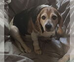 Small Beagle Mix