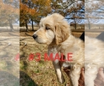 Small Photo #23 Goldendoodle Puppy For Sale in CLARKSVILLE, TX, USA