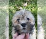 Small Photo #6 ShihPoo Puppy For Sale in CANOGA, NY, USA