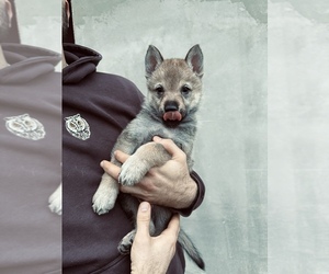 Czech Wolfdog Puppy for sale in Tordinci, Vukovar-Sirmium, Croatia