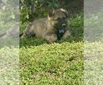 Small Photo #1 German Shepherd Dog Puppy For Sale in MCDONOUGH, GA, USA