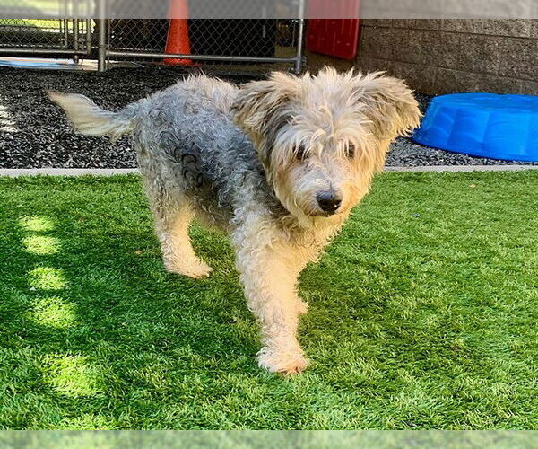 Medium Photo #2 Mutt Puppy For Sale in Moreno Valley, CA, USA