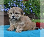 Small Photo #3 Mal-Shi Puppy For Sale in NARVON, PA, USA