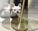Small #6 French Bulldog