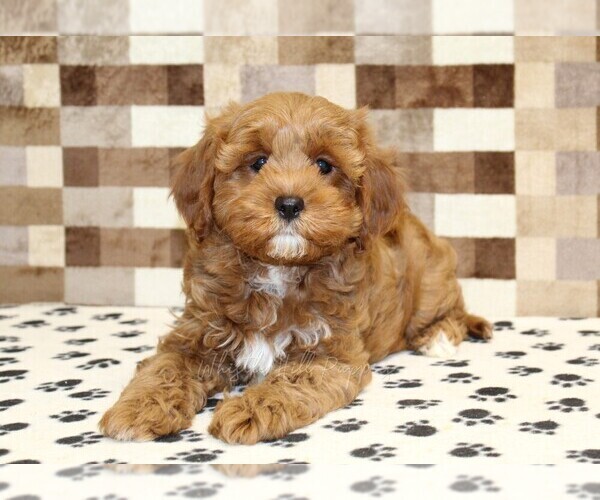 Medium Photo #2 Cavapoo (Miniature) Puppy For Sale in DENVER, PA, USA