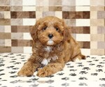 Small #1 Cavapoo (Miniature)
