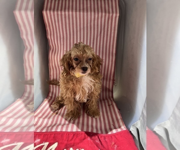 Medium Photo #8 ShihPoo Puppy For Sale in DURHAM, CT, USA