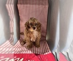 Small Photo #8 ShihPoo Puppy For Sale in DURHAM, CT, USA