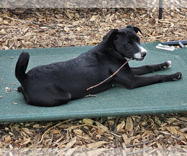 Medium Photo #5 - Mix Puppy For Sale in Bloomingdale, NJ, USA