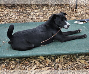 Regina - Female - Mix Dog for Adoption - Photo #5