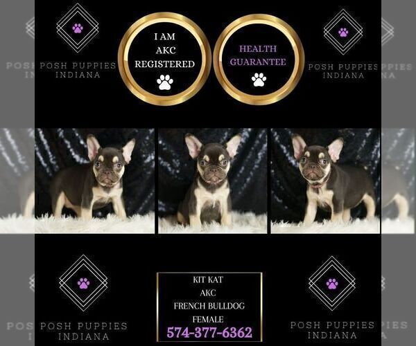 Medium Photo #56 French Bulldog Puppy For Sale in WARSAW, IN, USA
