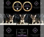 Small Photo #2 French Bulldog Puppy For Sale in WARSAW, IN, USA