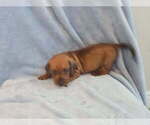 Small #3 Dachshund