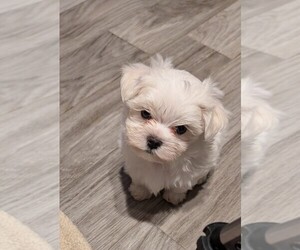 Maltese Puppy for sale in NORTH FORT MYERS, FL, USA