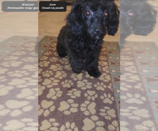 Medium Photo #3 Poodle (Toy) Puppy For Sale in TUCSON, AZ, USA