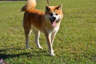 Akita Puppy for sale in HASTINGS, FL, USA