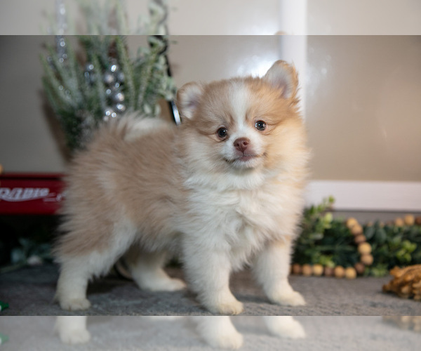 Medium Photo #5 Pom-A-Poo Puppy For Sale in NAPPANEE, IN, USA