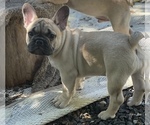 Puppy Harmony French Bulldog