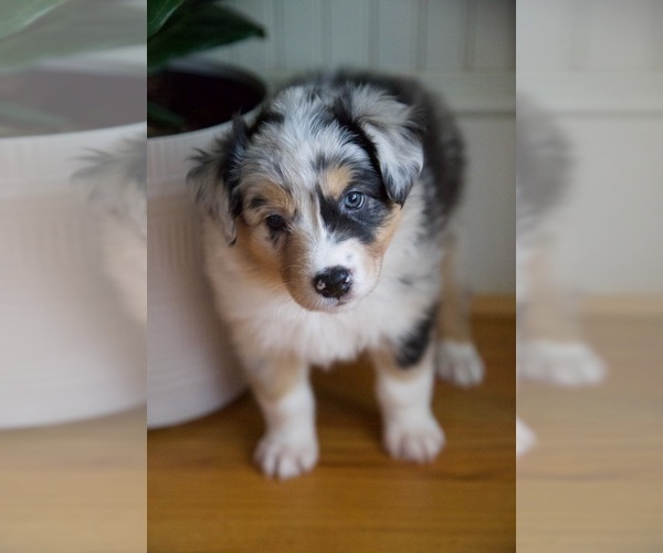 Medium Photo #2 Australian Shepherd Puppy For Sale in GREER, SC, USA