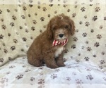 Small #4 Cavapoo