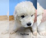 Puppy Yellow Great Pyrenees