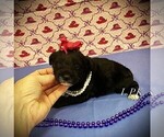 Image preview for Ad Listing. Nickname: Tiny Rosie