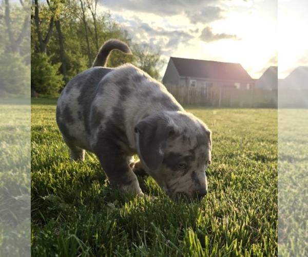Medium Photo #4 American Bully Puppy For Sale in WEST MILTON, OH, USA