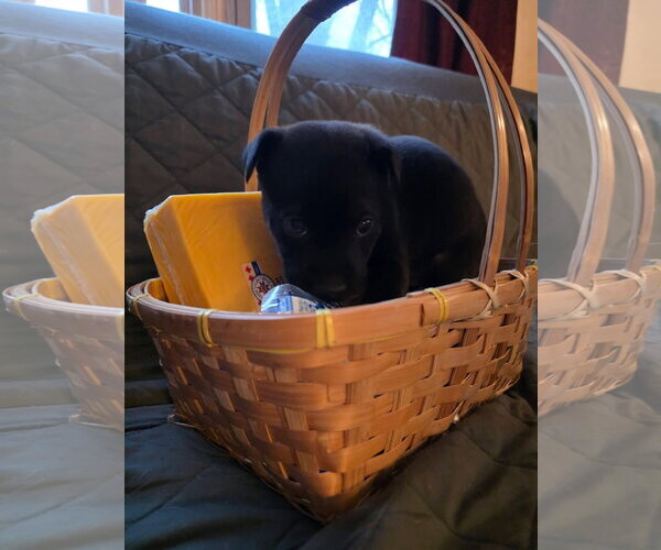 Medium Photo #4 Mutt Puppy For Sale in New London, WI, USA