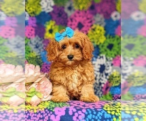 Cavapoo Puppy for sale in BIRD IN HAND, PA, USA