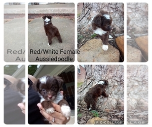 Aussiedoodle Miniature -Poodle (Toy) Mix Puppy for sale in CLAREMORE, OK, USA