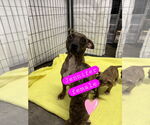Small #4 Mutt