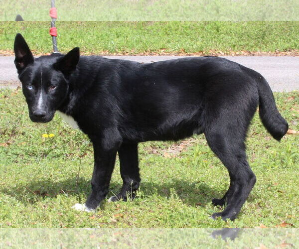 Medium Photo #4 Gerberian Shepsky Puppy For Sale in Prattville, AL, USA