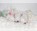 Small #13 Great Pyrenees