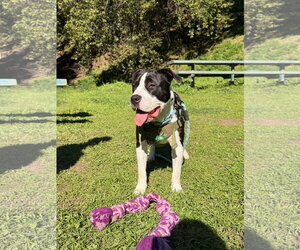 Lil John - Male American Pit Bull Terrier-Unknown Mix Dog for Adoption - Photo #2