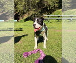 Small Photo #2 American Pit Bull Terrier-Unknown Mix Puppy For Sale in Berkeley, CA, USA