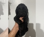 Small Photo #14 Goldendoodle Puppy For Sale in SAINT LOUIS, MO, USA