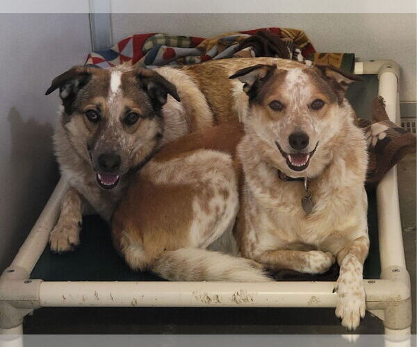 Medium Photo #2 Mutt Puppy For Sale in Williamsburg, IA, USA