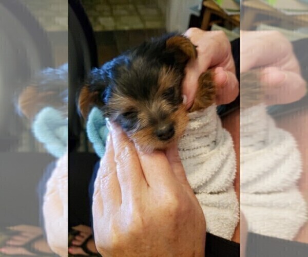 Medium Photo #2 Yorkshire Terrier Puppy For Sale in ARLINGTON, TX, USA
