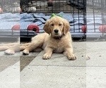 Small Photo #13 Golden Retriever Puppy For Sale in IRWIN, PA, USA