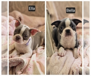 Boston Terrier Litter for sale in MINERAL WELLS, WV, USA