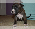 Small Photo #27 American Bully Puppy For Sale in WILLOW SPRING, NC, USA