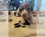 Small Photo #15 Dachshund Puppy For Sale in MONONA, IA, USA