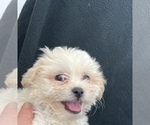 Small Photo #11 Zuchon Puppy For Sale in RAINBOW, CA, USA