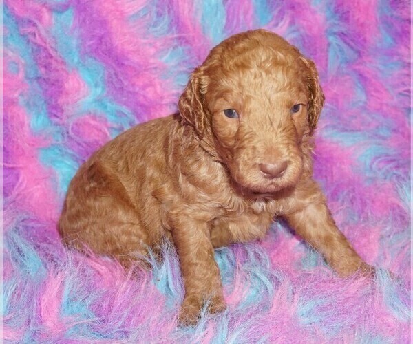 Medium Photo #6 Labradoodle Puppy For Sale in LA HABRA, CA, USA