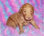 Small #5 Labradoodle